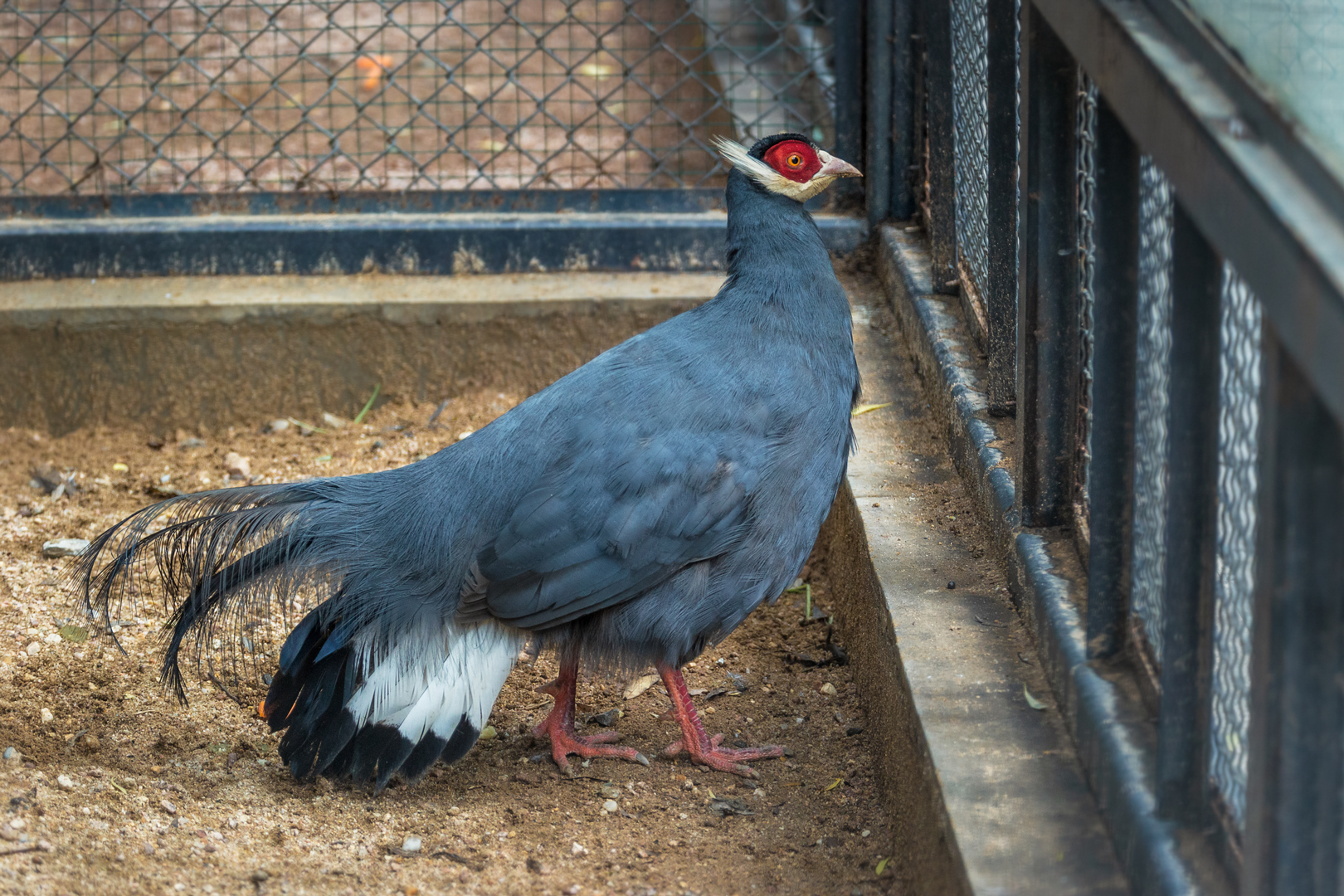 Blue eared pheasant