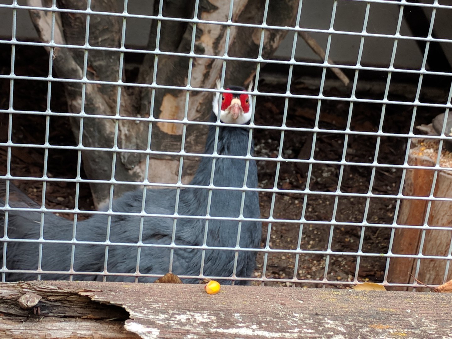 Blue Eared Pheasant
