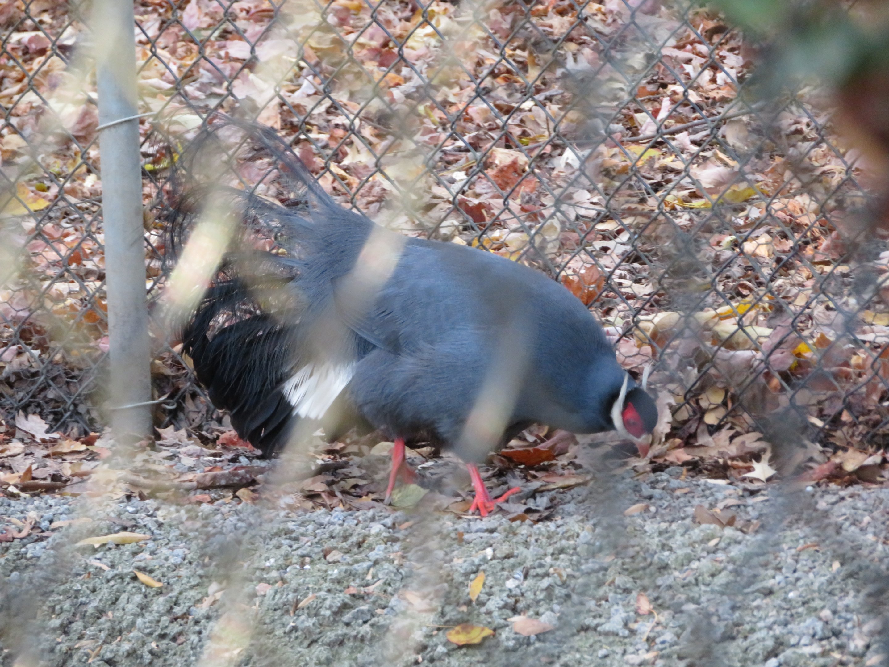 Blue Eared-Pheasant