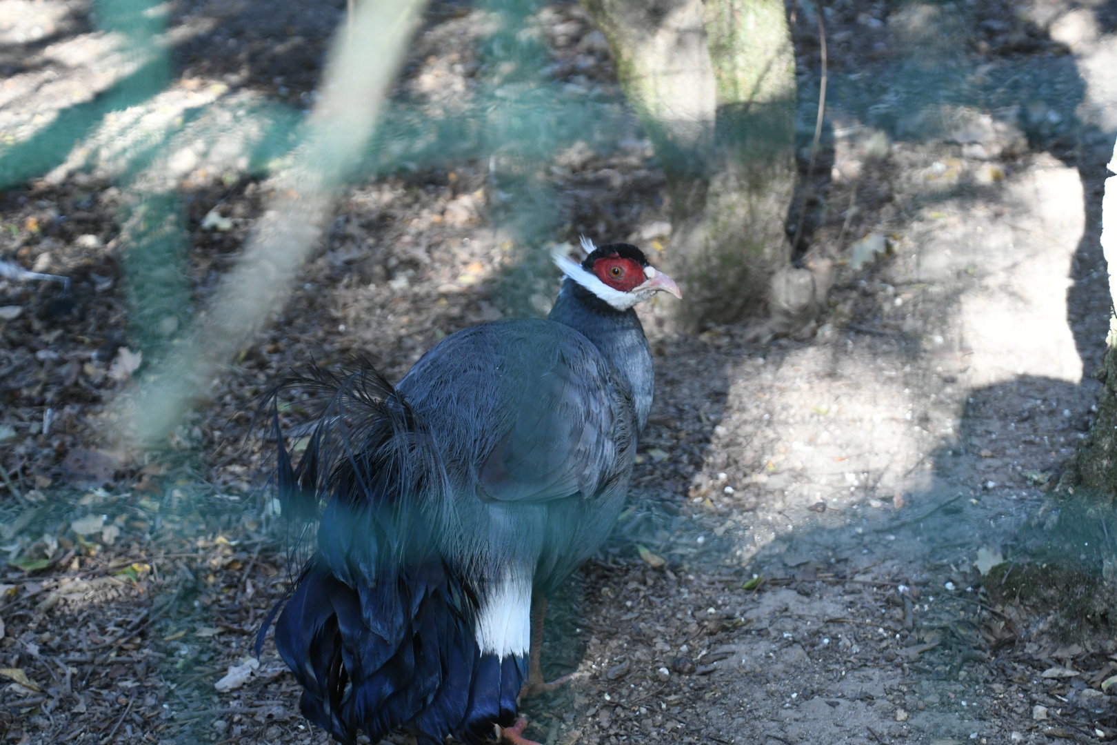 Blue Eared Pheasant