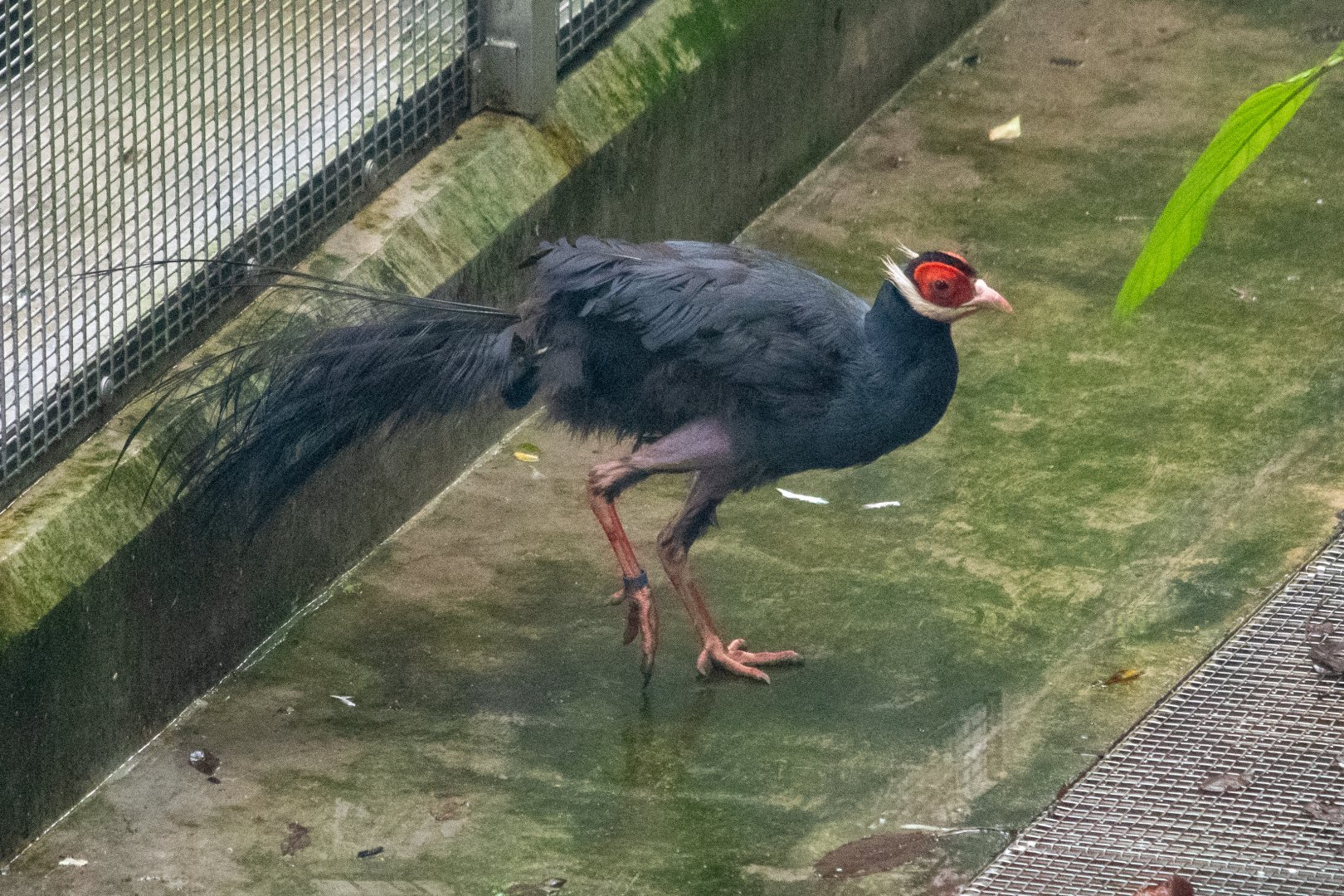 Blue-eared Pheasant