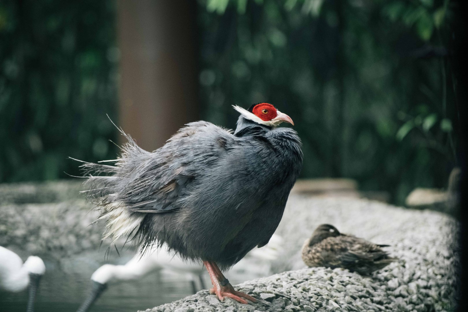 Blue Eared Pheasant