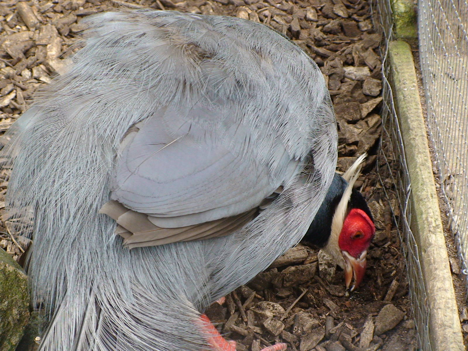 Blue eared Pheasant