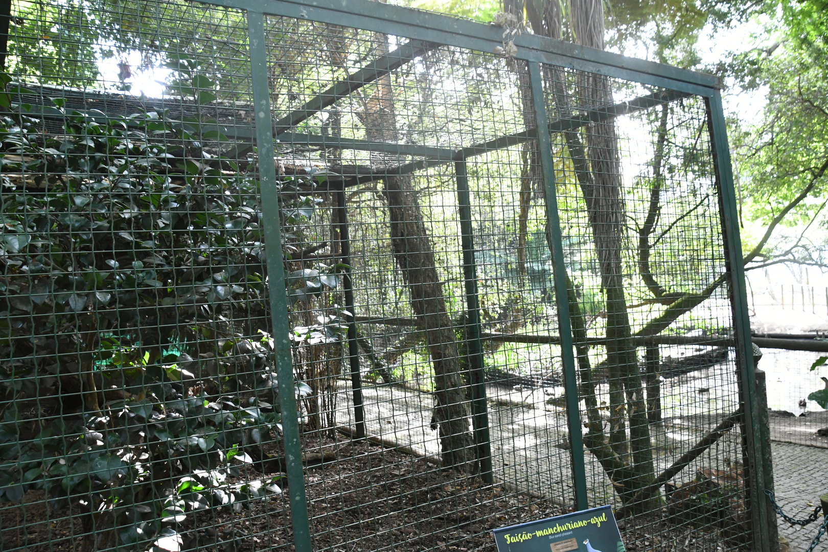 Blue Eared Pheasants Aviary (Zoo Lourosa)