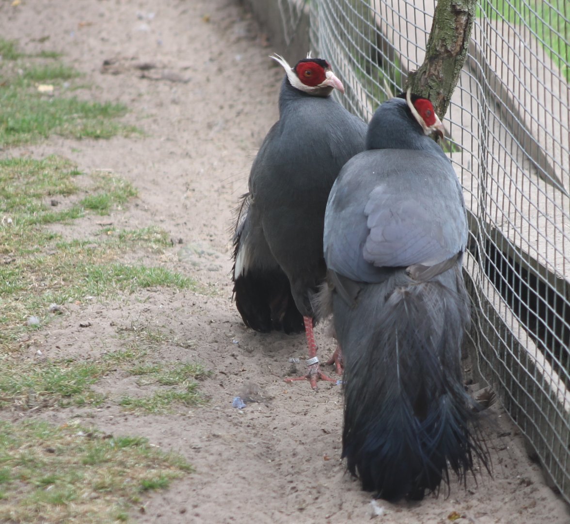Blue-eared pheasants