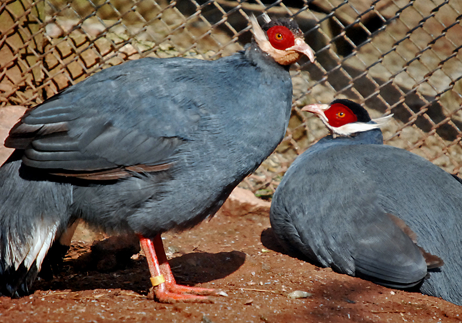 blue eared pheasent