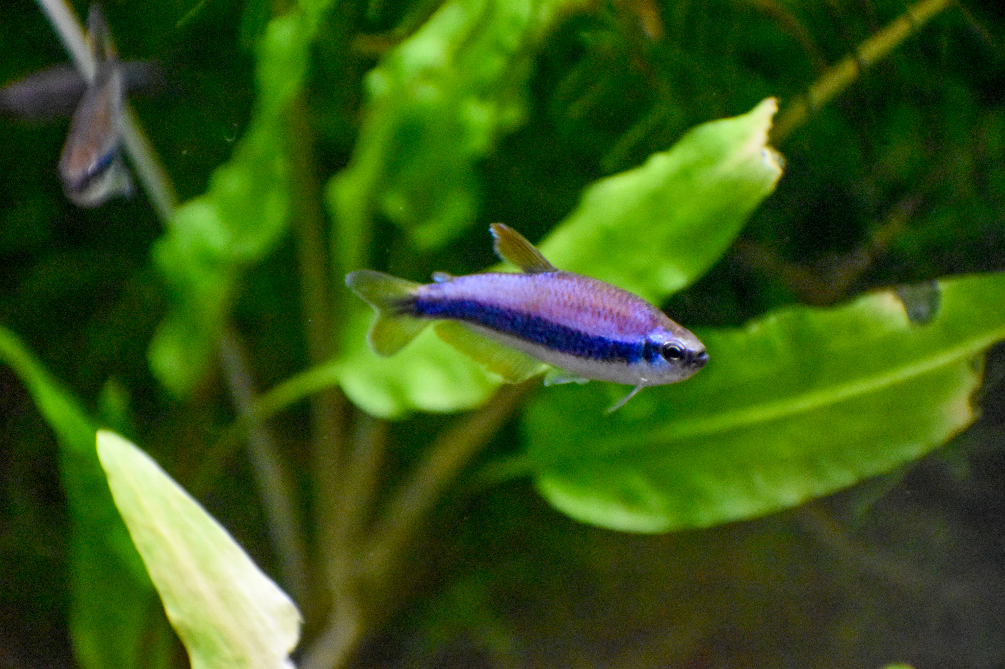 Blue Emperor Tetra (Inpaichthys kerri)