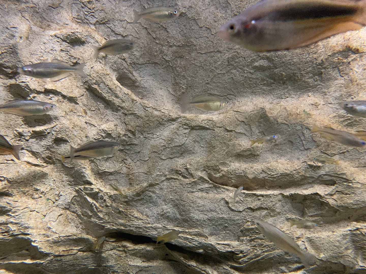 Blue-eye and Rainbowfish Tank