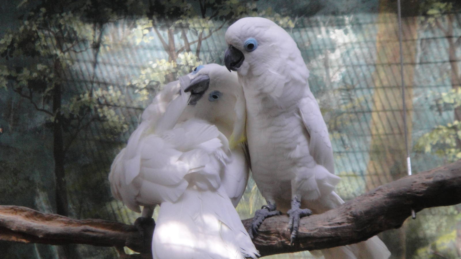 Blue Eye Cockatoo (Cacatua ophthalmica)