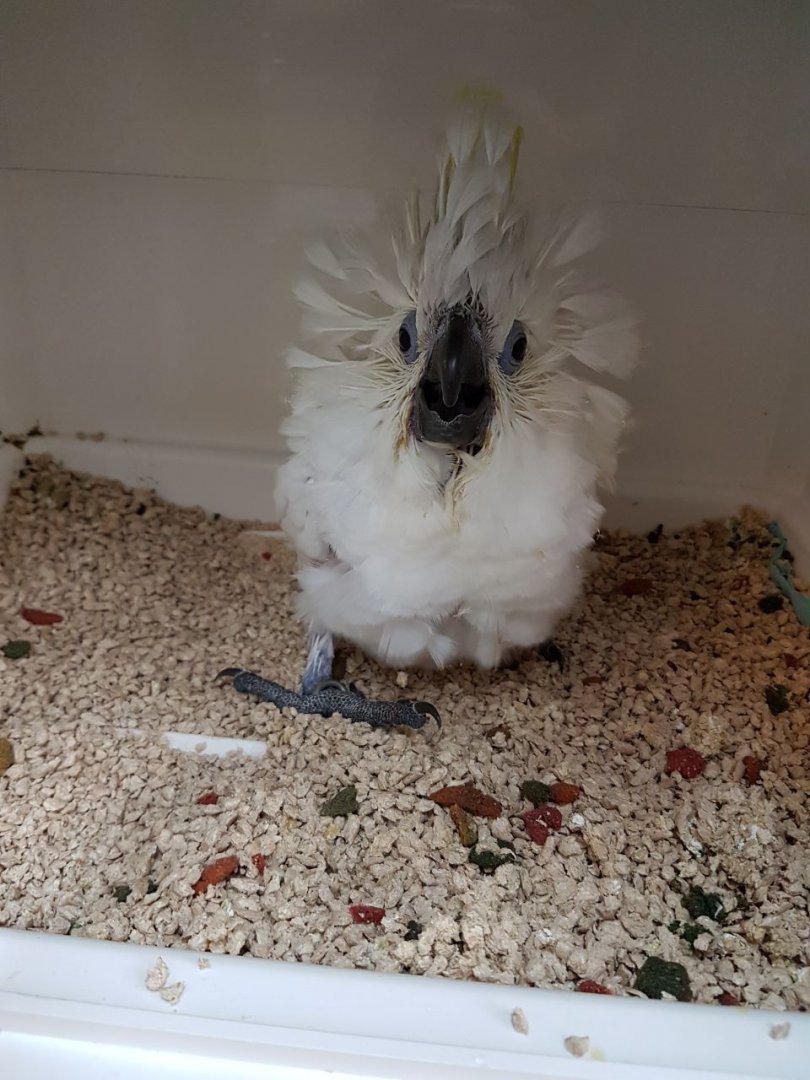 Blue-eye Cockatoo (Cacatua opthalmica)