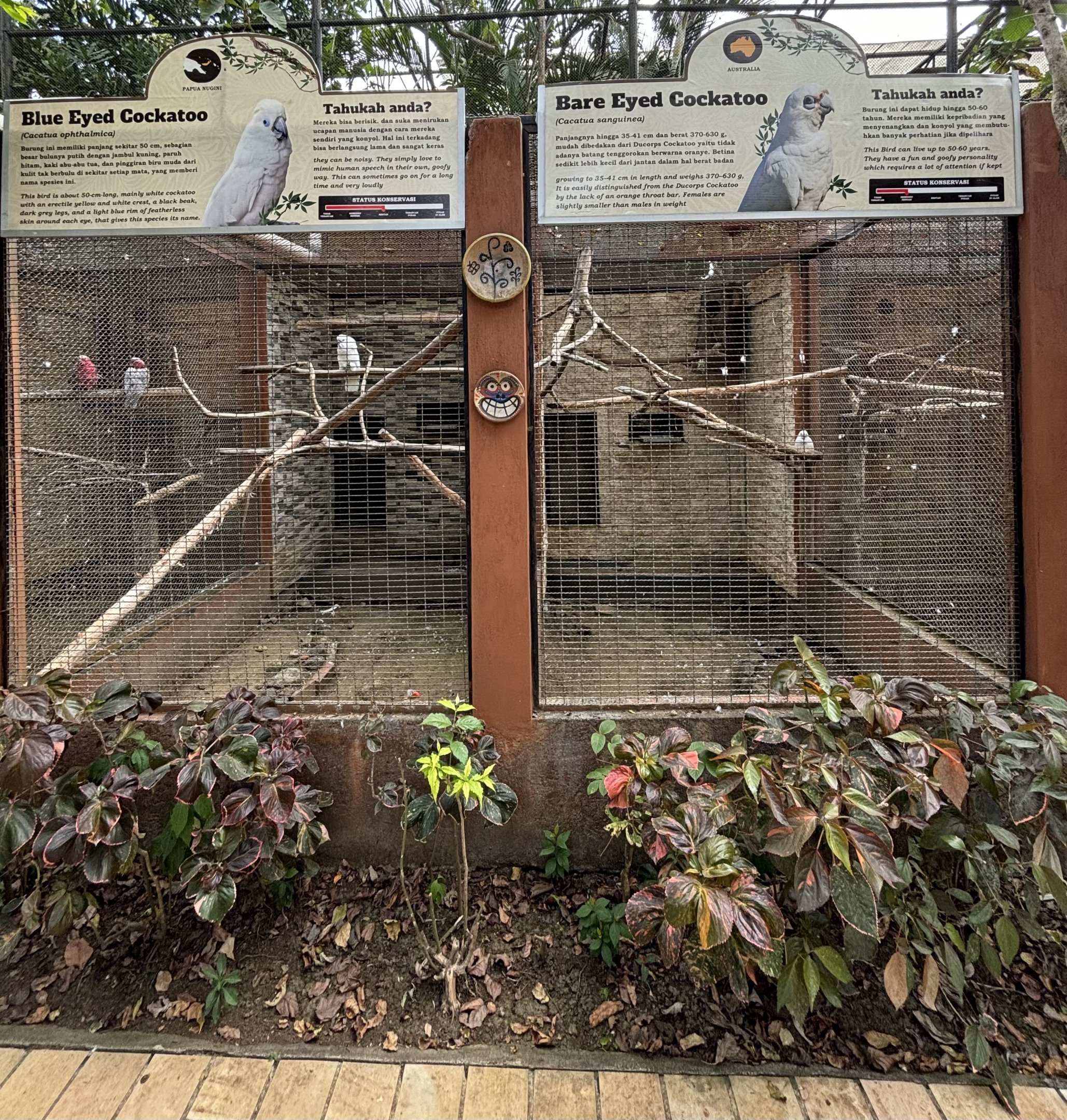 Blue-eyed + Bare-eyed Cockatoo Aviaries