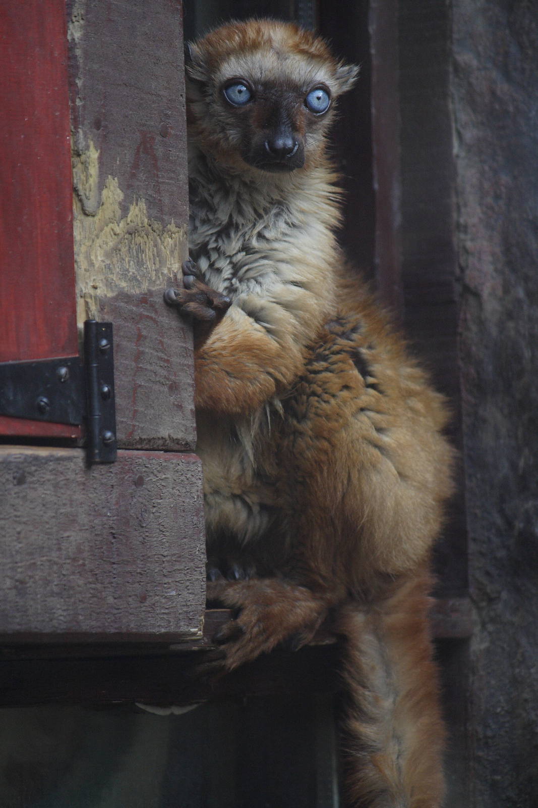 Blue-eyed black lemur, 01/10/2011