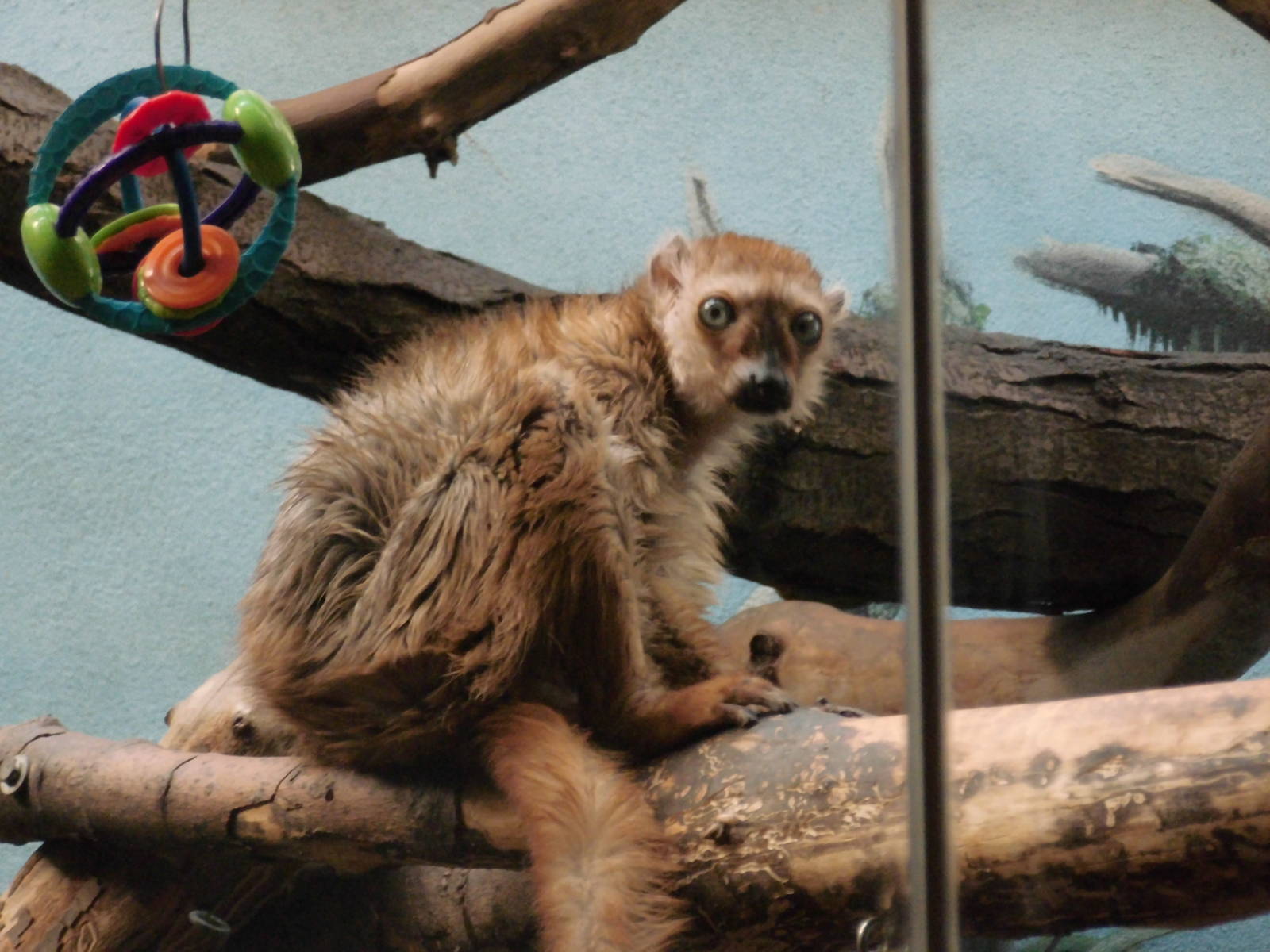 Blue-eyed black lemur at Philadelphia zoo 2015-03-08