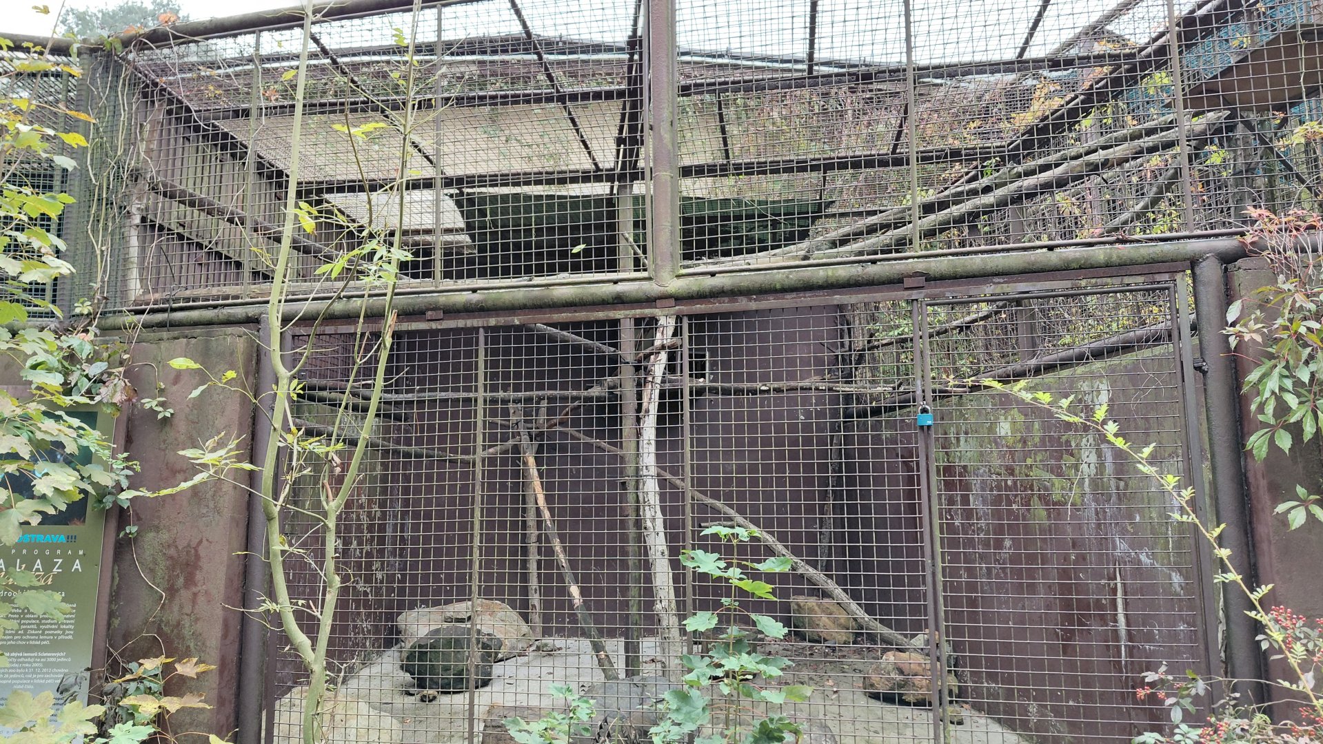 Blue-eyed black lemur cage