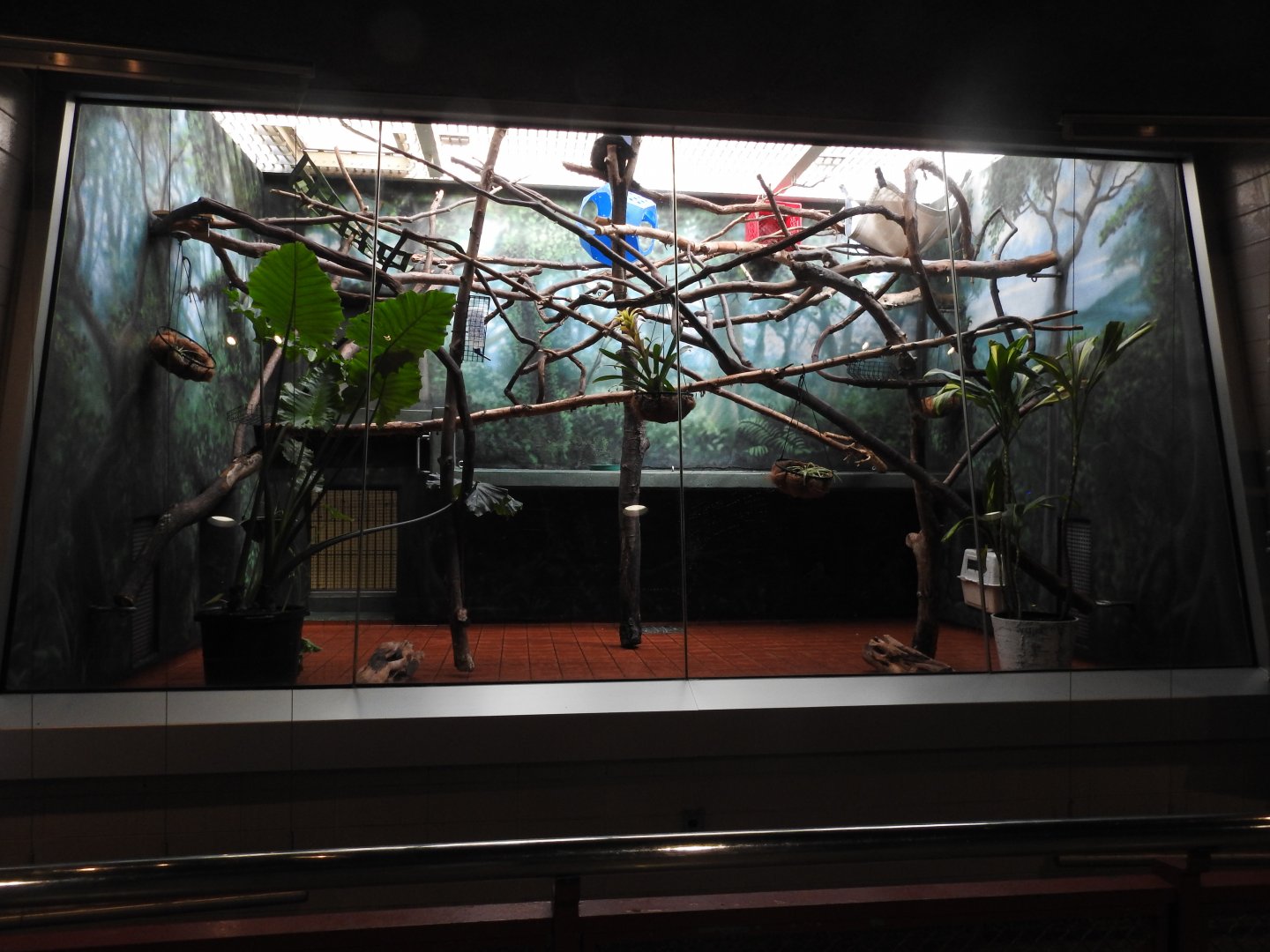 Blue Eyed Black Lemur Enclosure