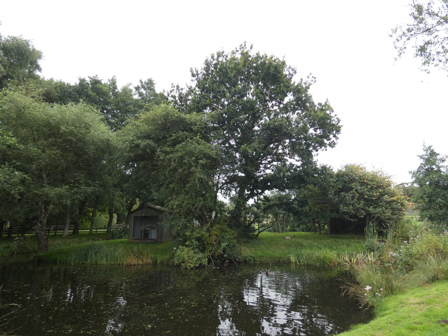Blue-eyed black lemur enclosure