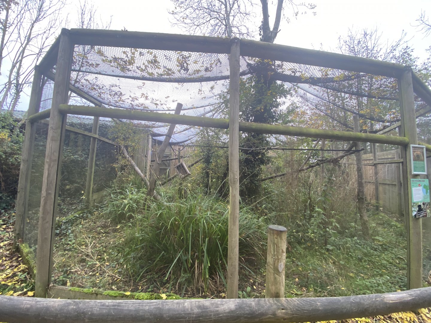 Blue-eyed black lemur enclosure