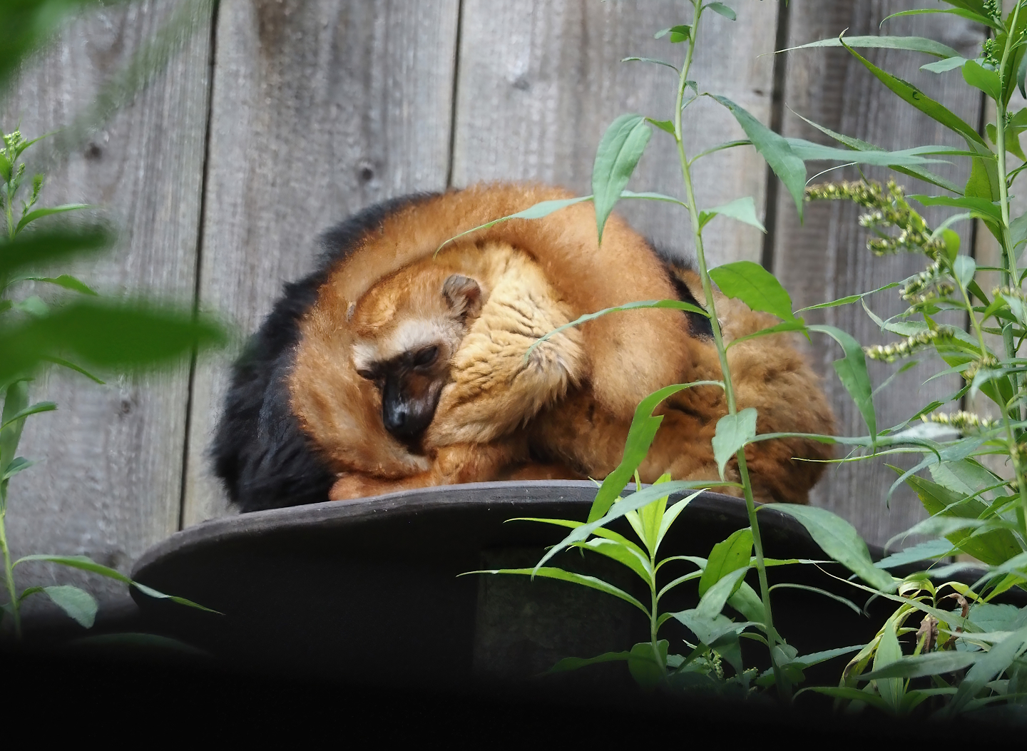 Blue-eyed black lemur (Eulemur flavifrons), 2024-08-18