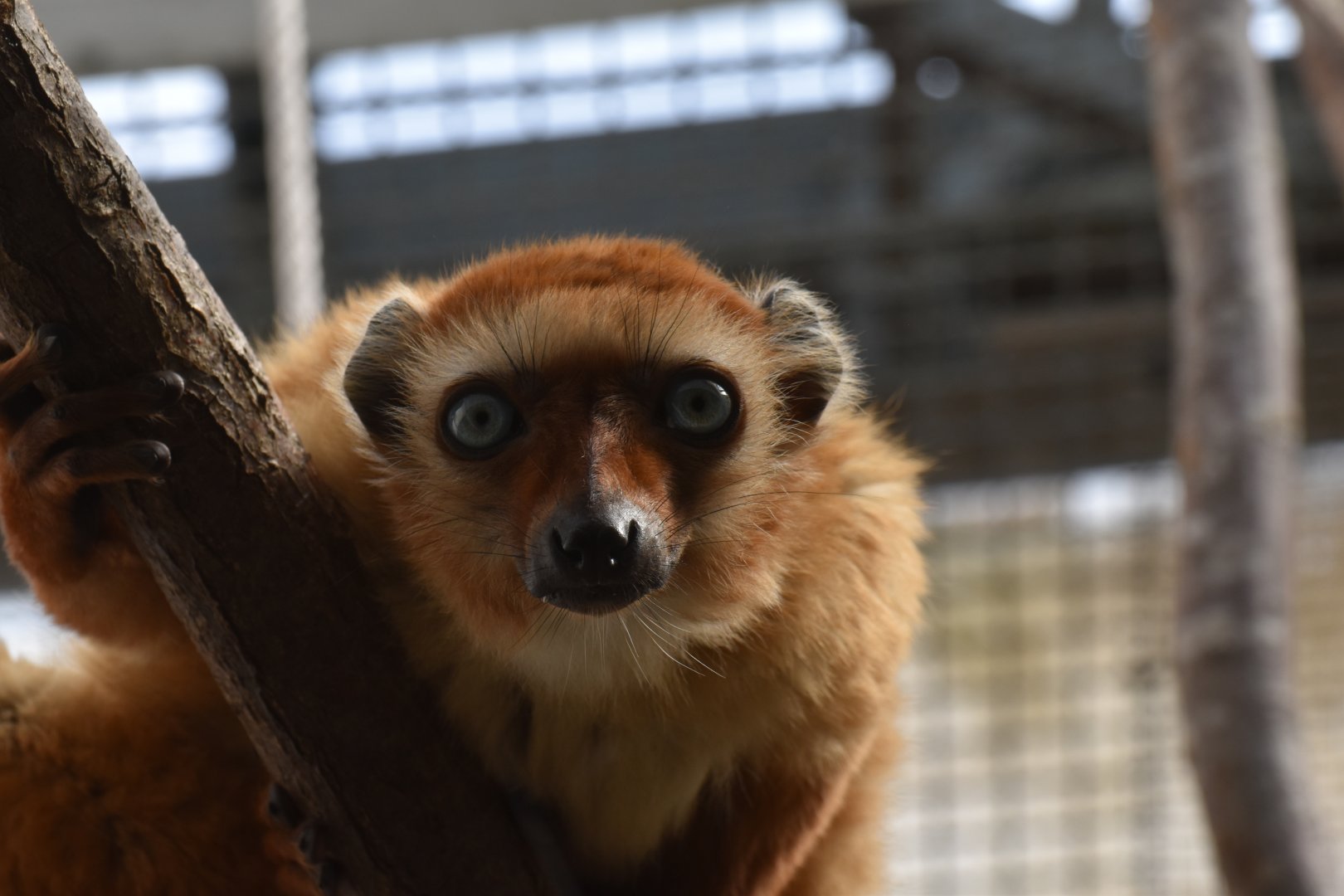 Blue-eyed black lemur (Eulemur flavifrons) female