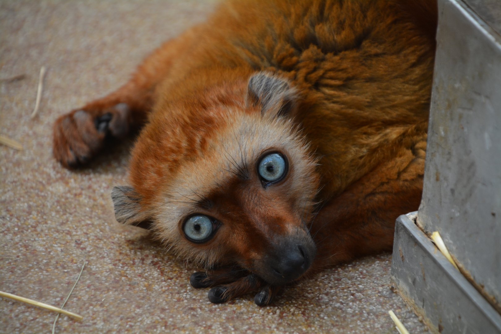 Blue-eyed black lemur (Eulemur flavifrons)