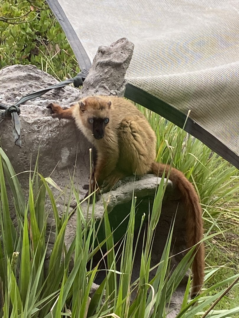 Blue-Eyed Black Lemur (Eulemur flavifrons)