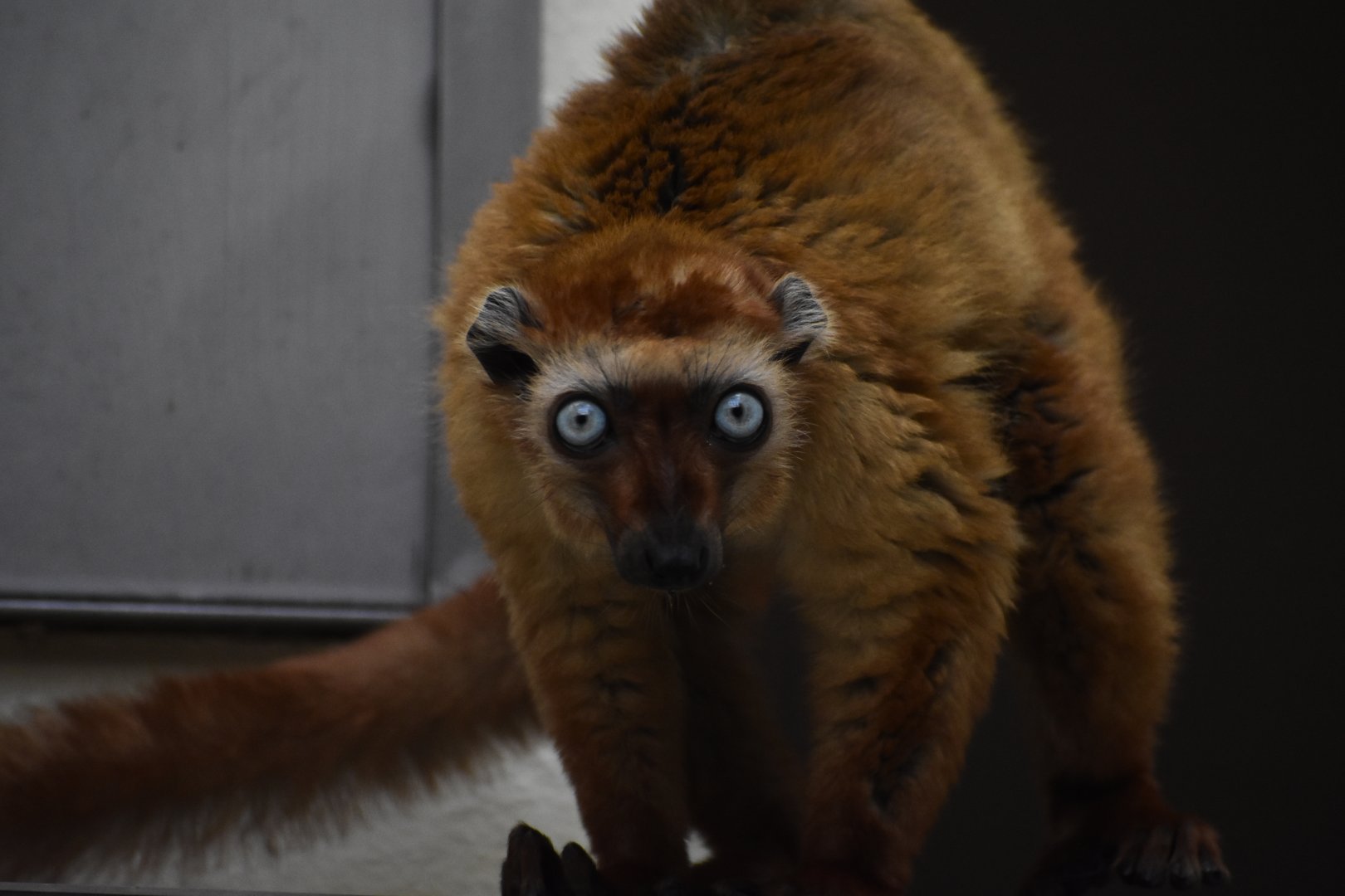 Blue-eyed black lemur (Eulemur flavifrons)