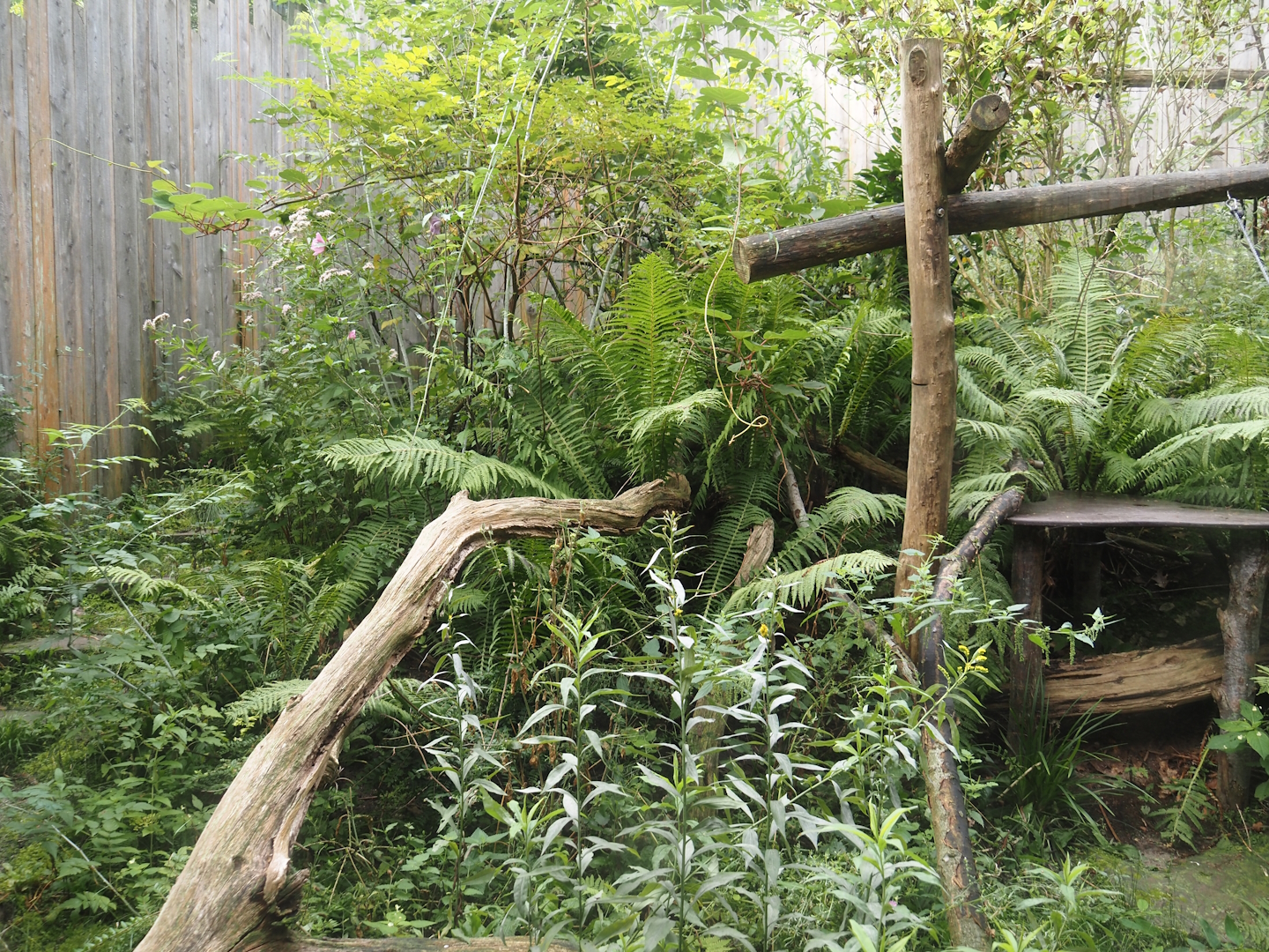 Blue-eyed black lemur exhibit, 2024-08-18