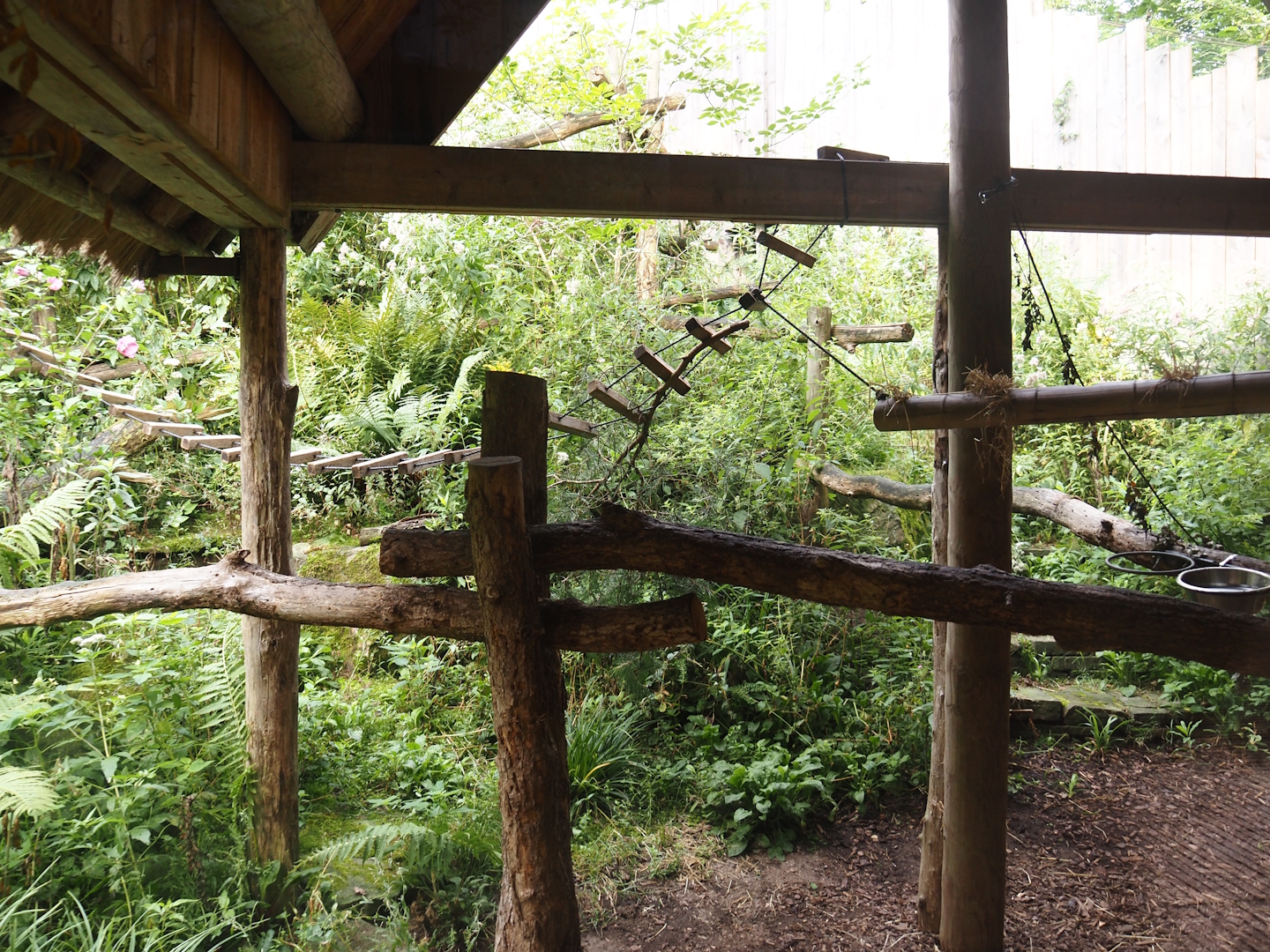 Blue-eyed black lemur exhibit, 2024-08-18