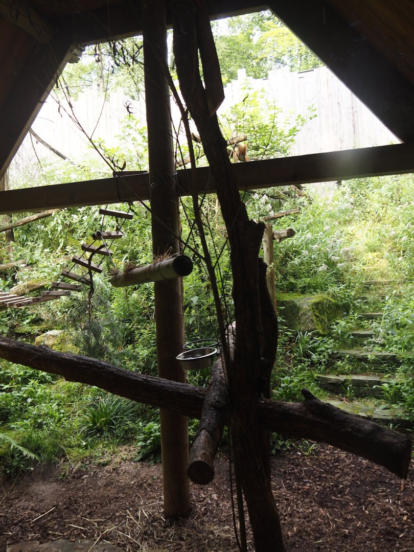 Blue-eyed black lemur exhibit, 2024-08-18