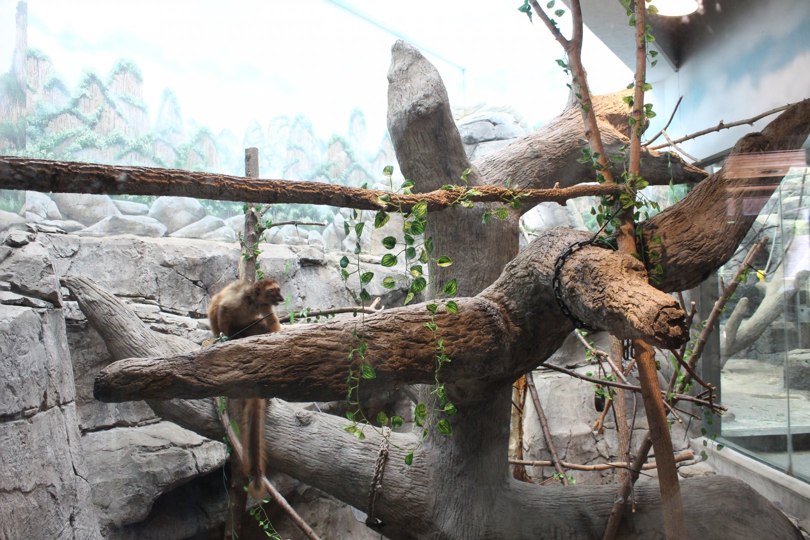 Blue-Eyed Black Lemur Exhibit - Primate House
