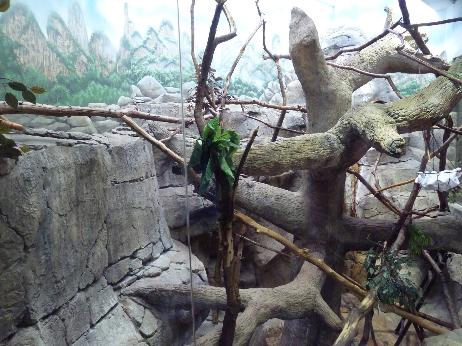 Blue-Eyed Black Lemur Exhibit