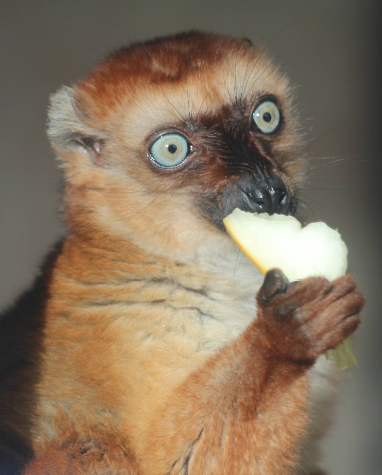 Blue Eyed Black Lemur (female)