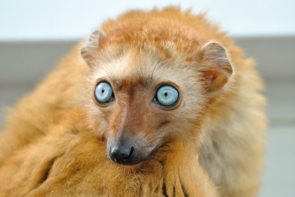 Blue-eyed black lemur (female)