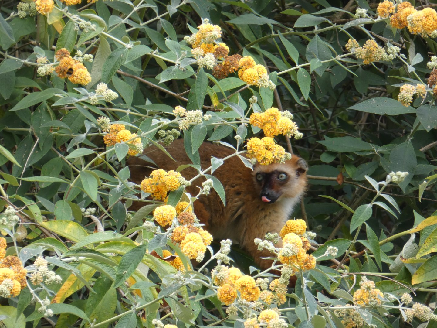 Blue-eyed black lemur female