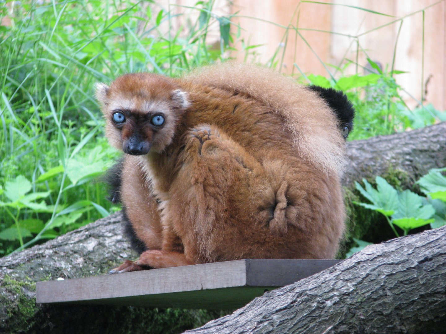 Blue-eyed black lemur - July 2012