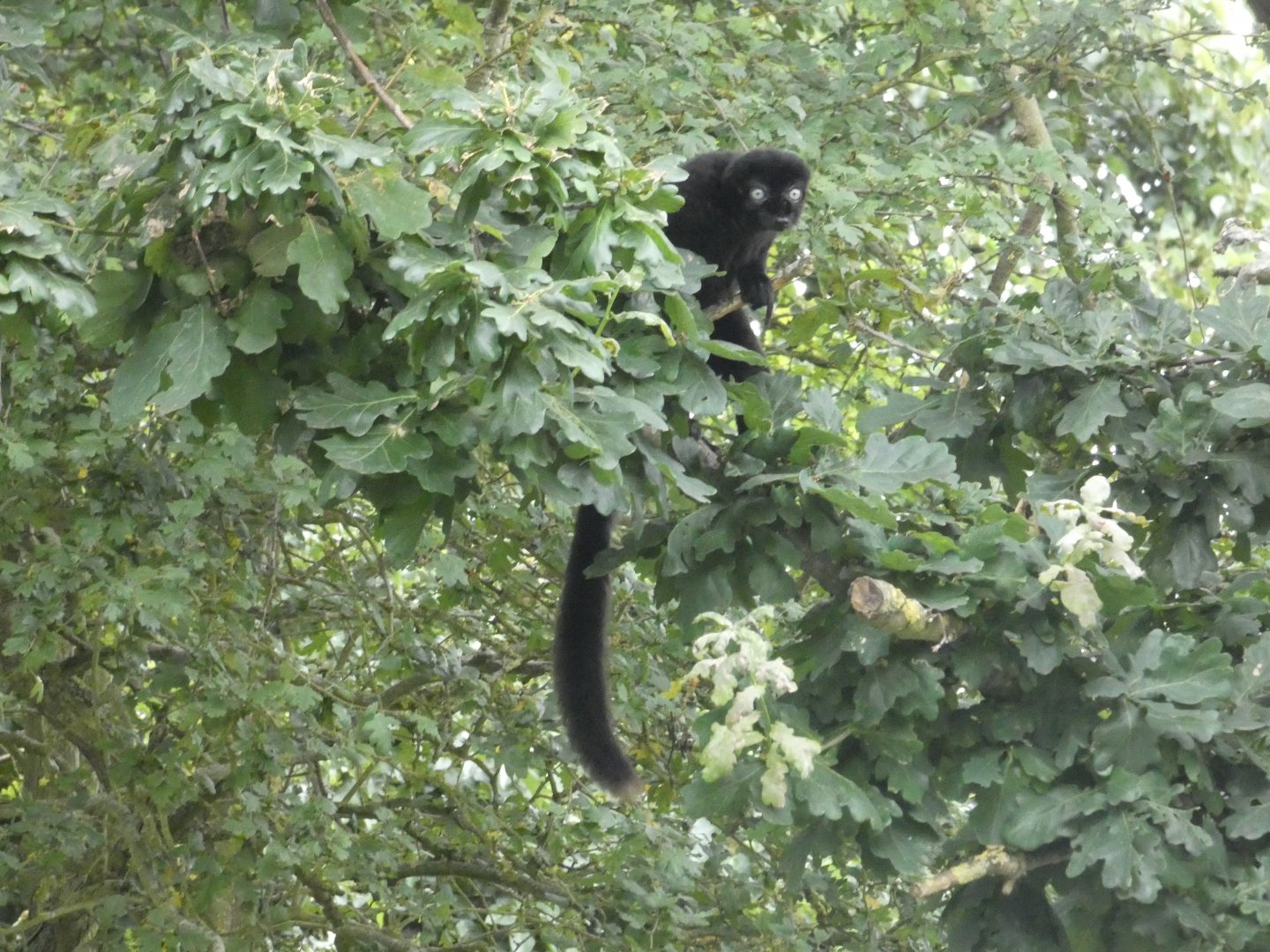 Blue-eyed black lemur male