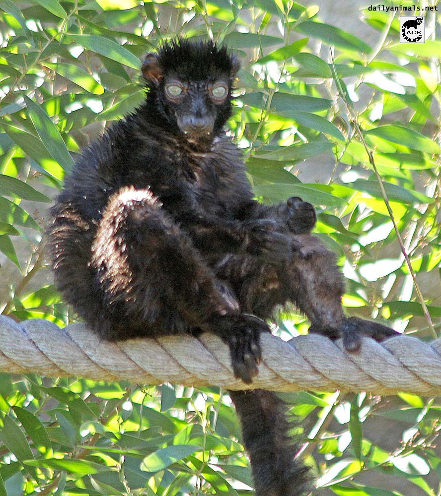 Blue-Eyed Black Lemur, October 2009