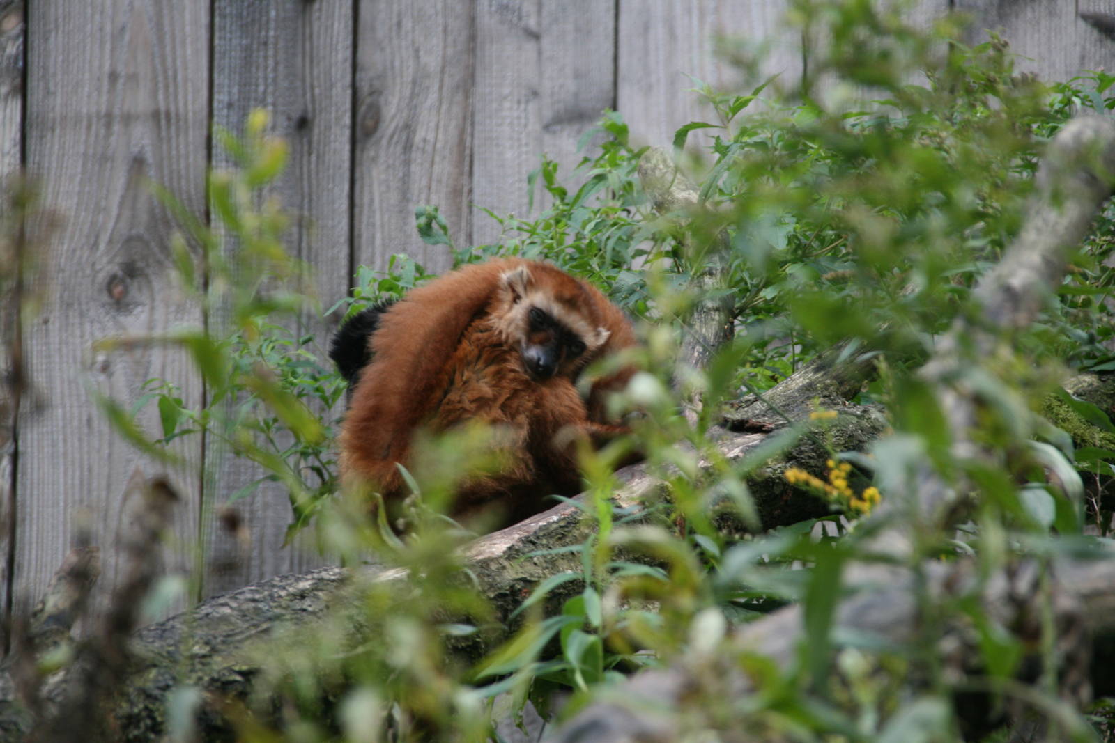 Blue-eyed black lemur or Sclater's lemur