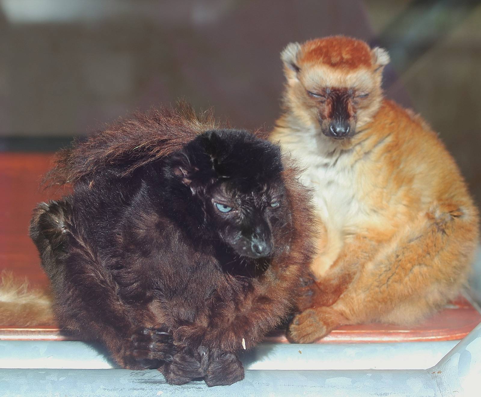 Blue Eyed Black Lemur pair
