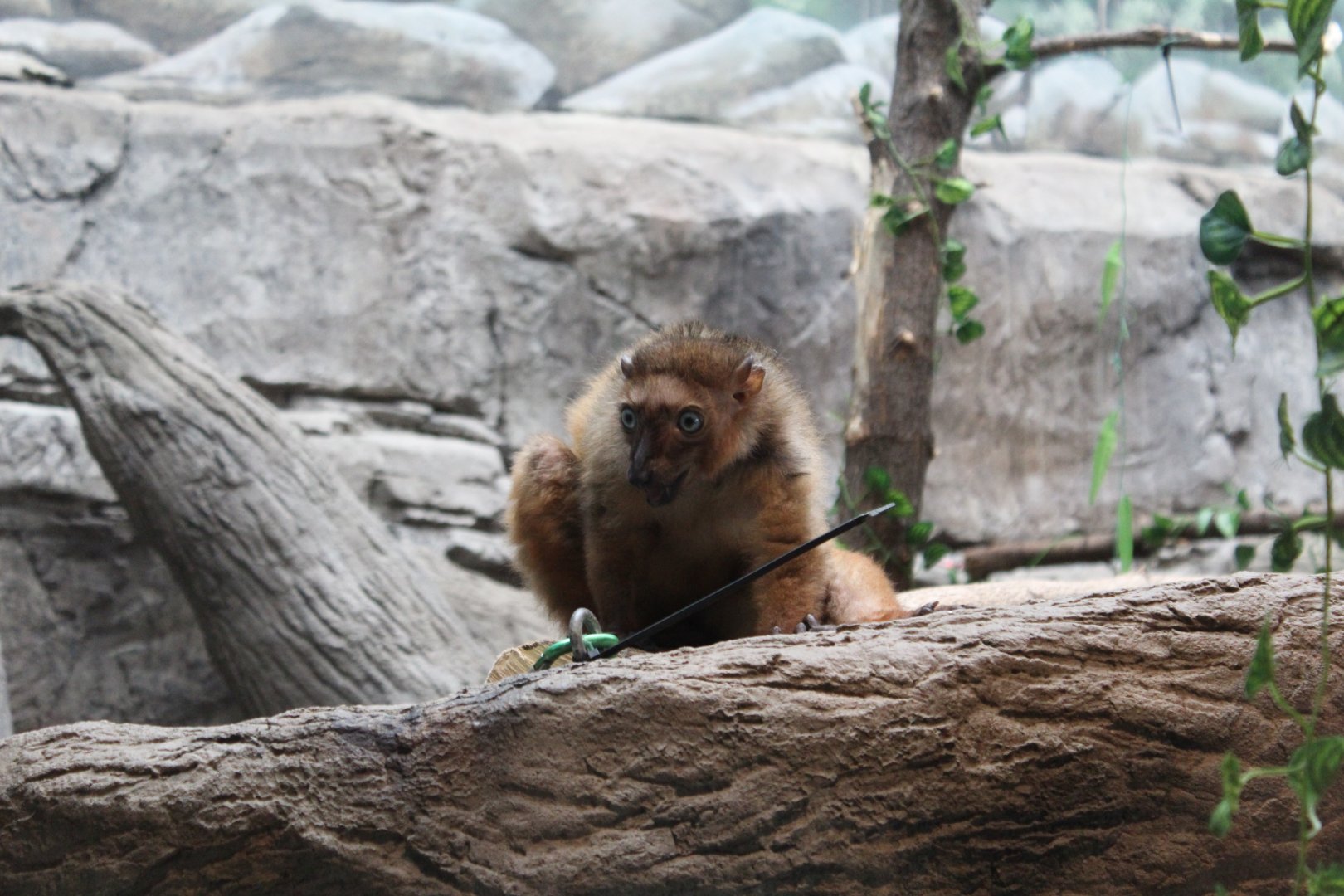Blue-Eyed Black Lemur - Primate House