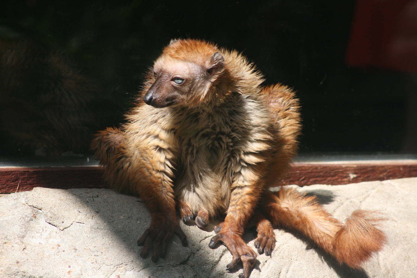 Blue-eyed black lemur