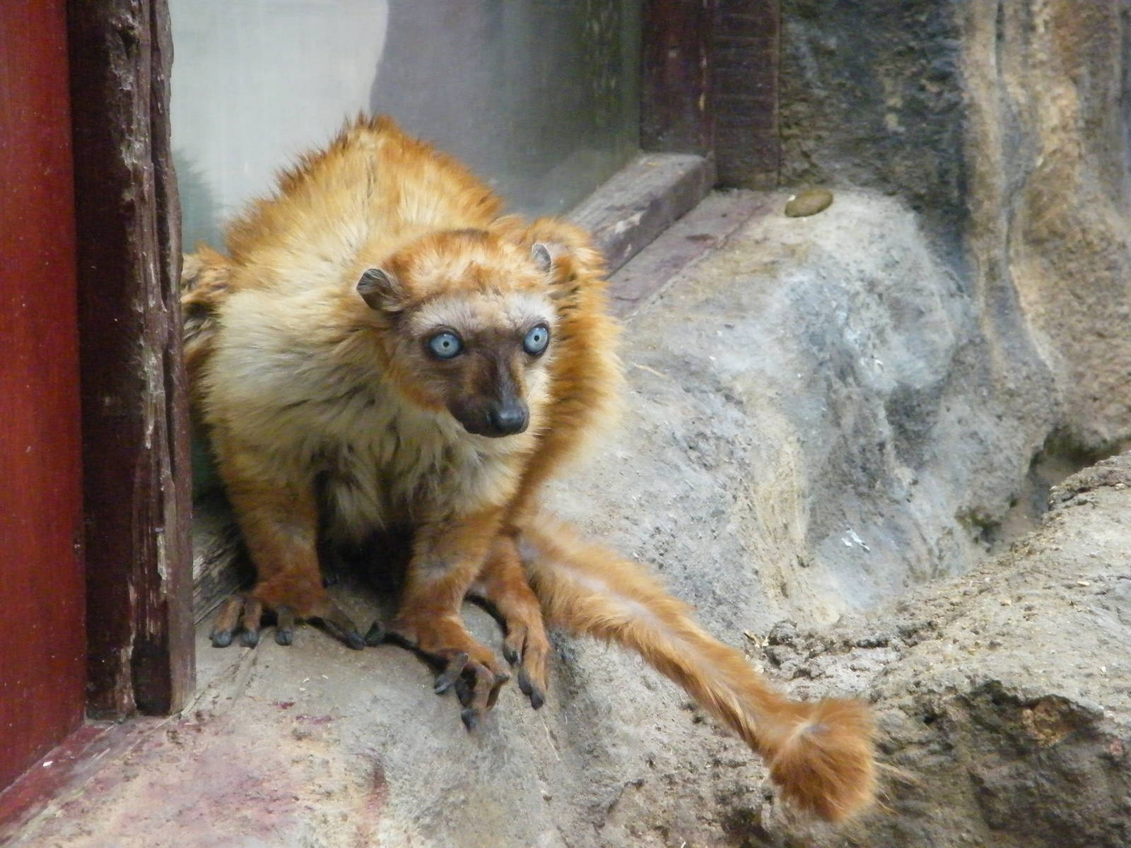 Blue-eyed black lemur