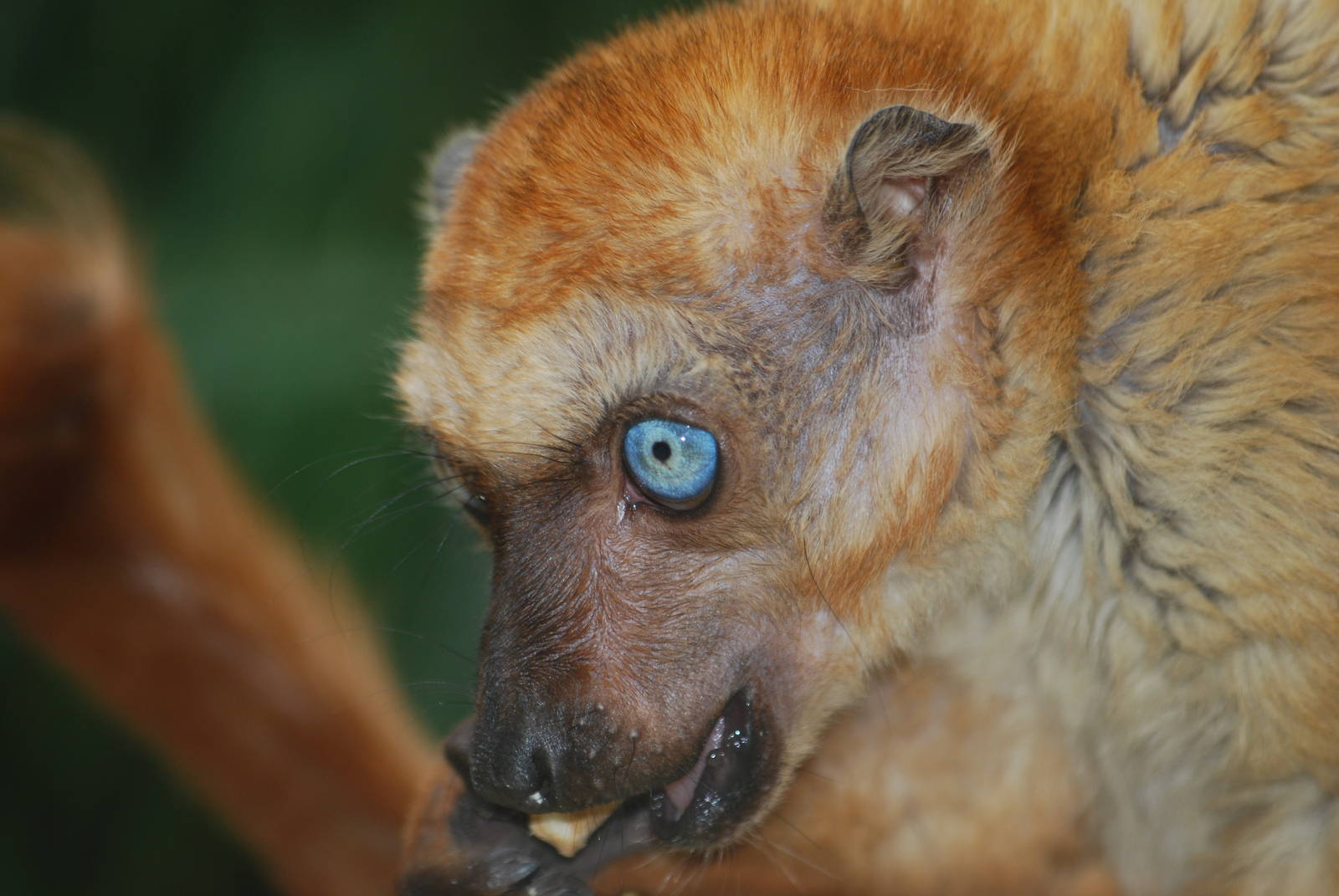 Blue-eyed black lemur
