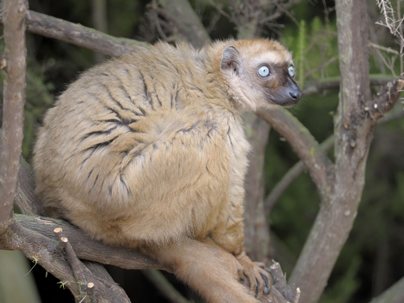 Blue-eyed black lemur