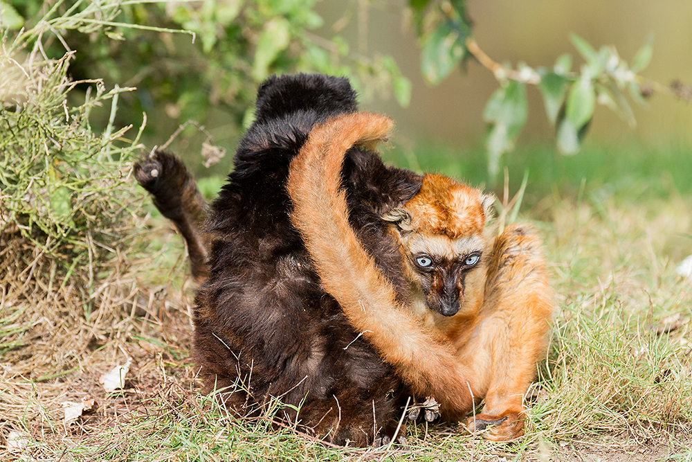 Blue-Eyed Black Lemur