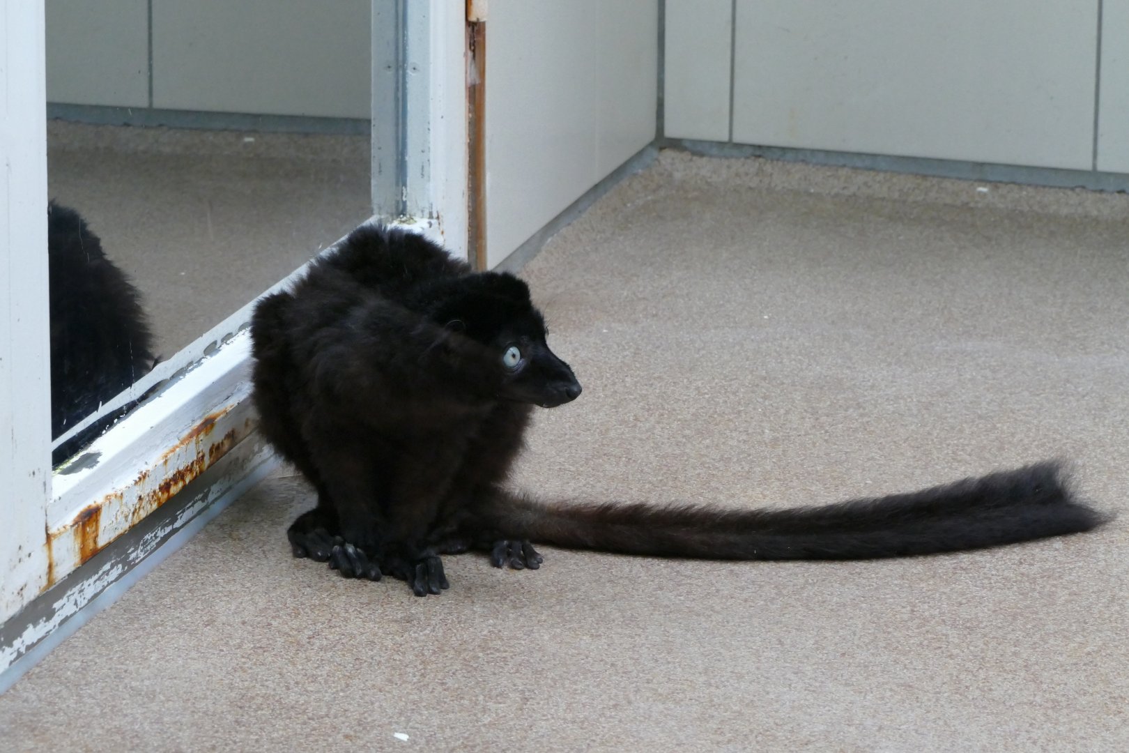 Blue-eyed black lemur