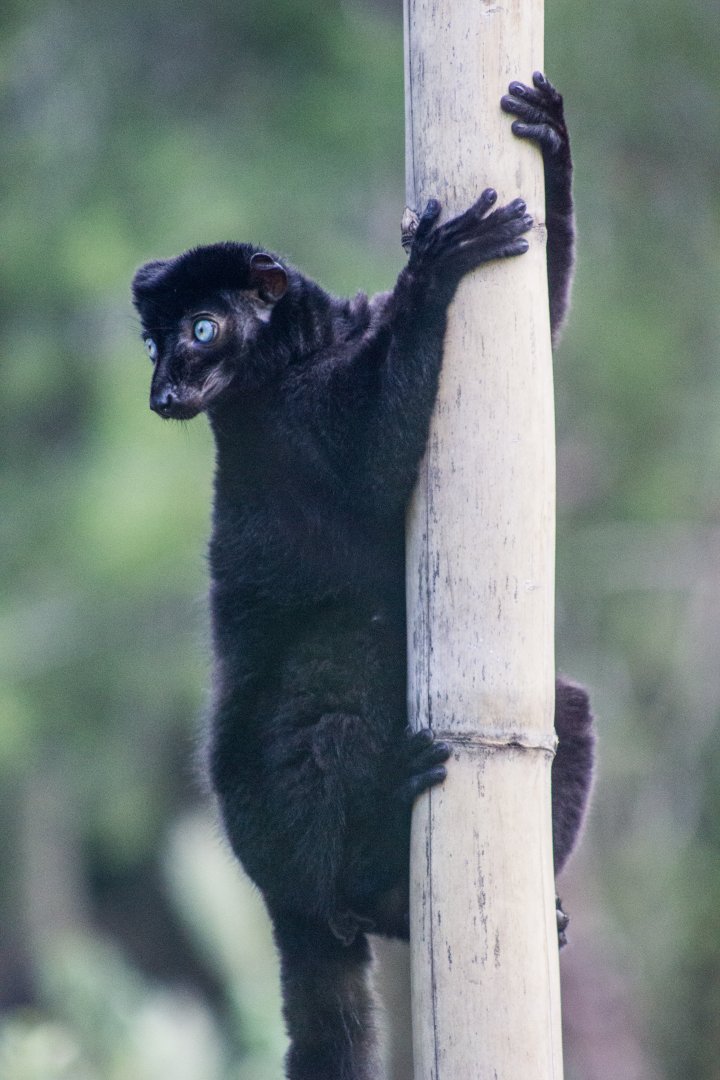 Blue-Eyed Black Lemur