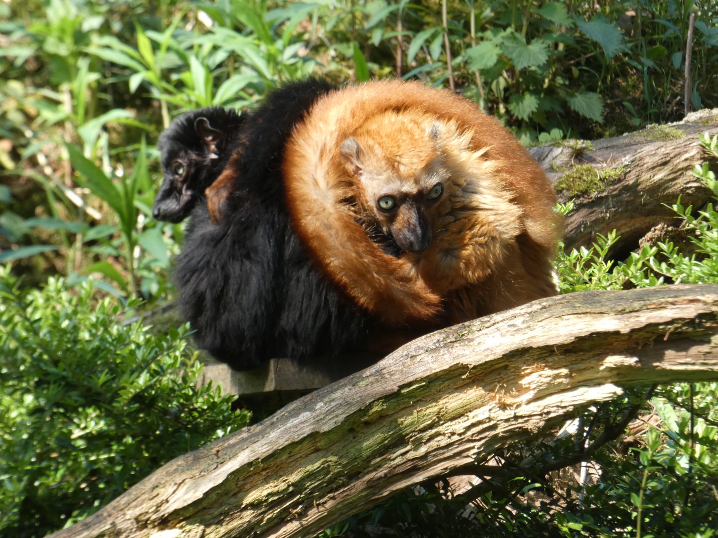 Blue-eyed Black Lemur