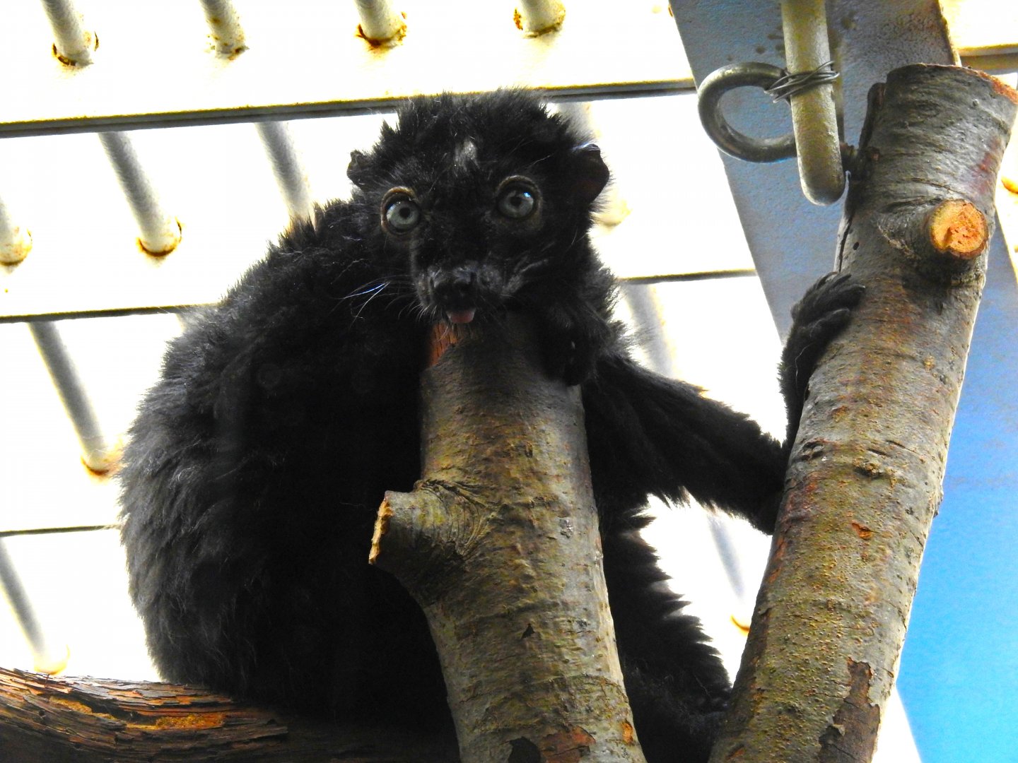 Blue Eyed Black Lemur
