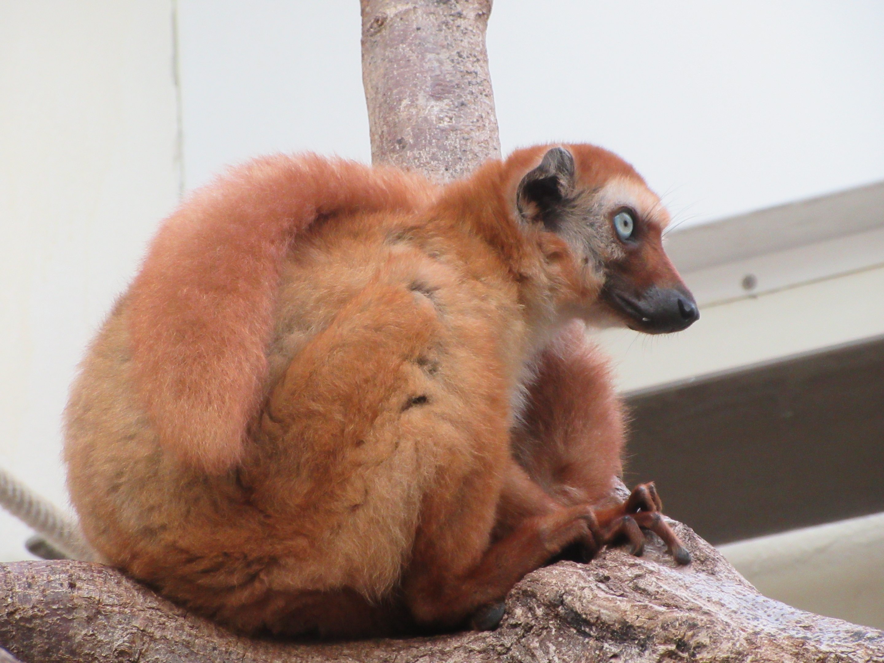 Blue-eyed Black Lemur
